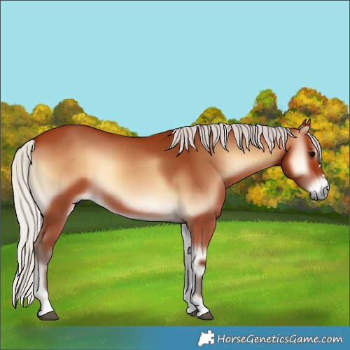 Horse Color:Silver Bay Onyx 