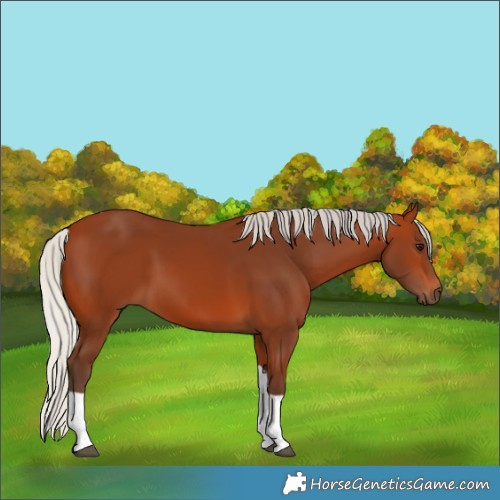 Horse Color:Silver Bay Tobiano 