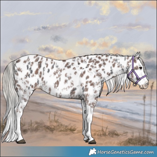 Horse Color:Black Sabino Splash Appaloosa  and Silver Black Sabino Splash Appaloosa 