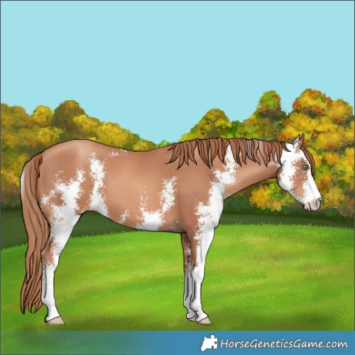 Horse Color:Gold Champagne Sabino 