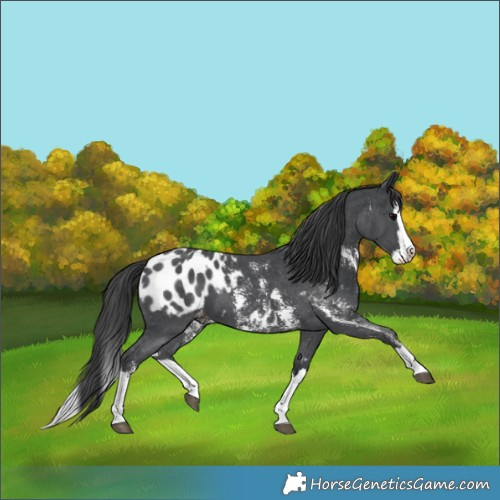 Horse Color:Black Sabino Splash Blanket and Black Sabino Splash Blanket