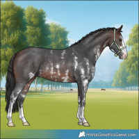 Horse Color:Brown Sabino