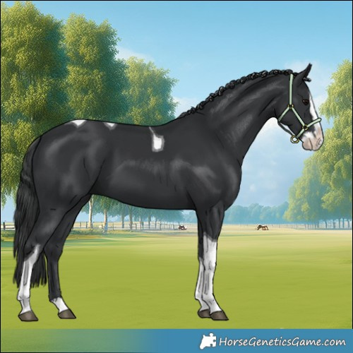 Horse Color:Black Splash Tobiano 