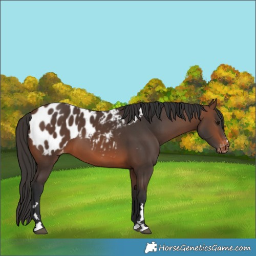 Horse Color:Brown Appaloosa 