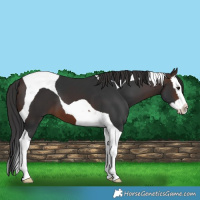 Horse Color:Brown Splash Tobiano 