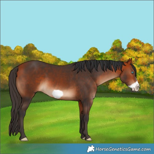 Horse Color:Bay Frame 