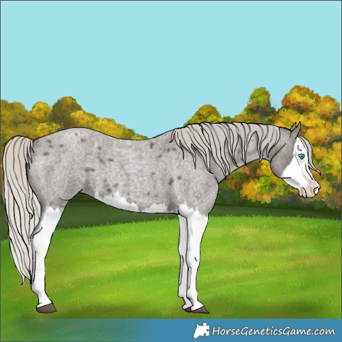 Horse Color:Silver Smoky Blue Roan Splash 