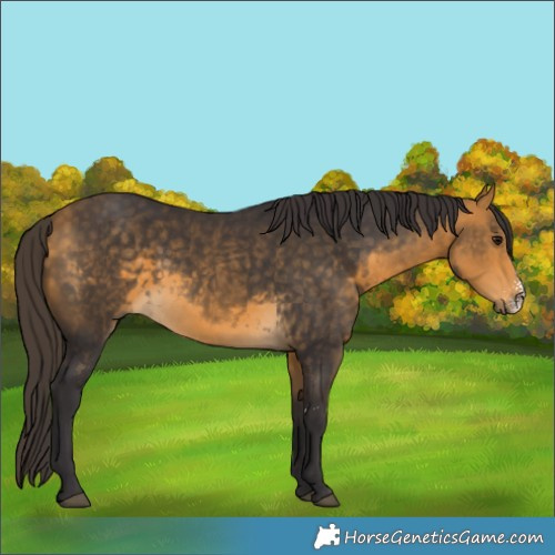 Horse Color:Buckskin Sabino 