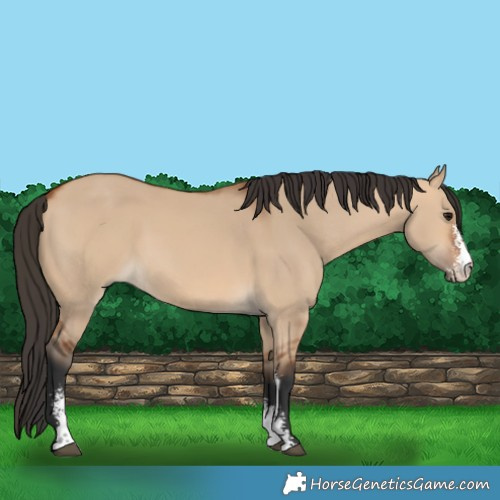Horse Color:Bay Dun Sabino 