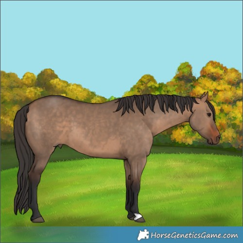 Horse Color:Bay Dun 
