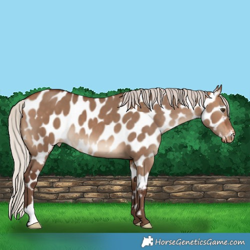 Horse Color:Silver Bay Dun Near Leopard