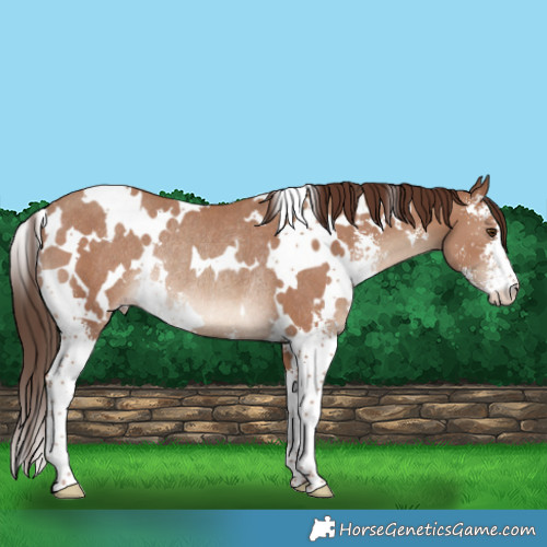 Horse Color:White Spotted Classic Champagne Sabino Rabicano