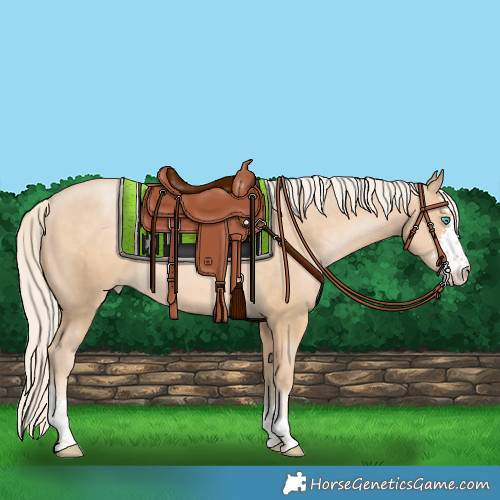 Horse Color:Palomino Pearl Sabino 