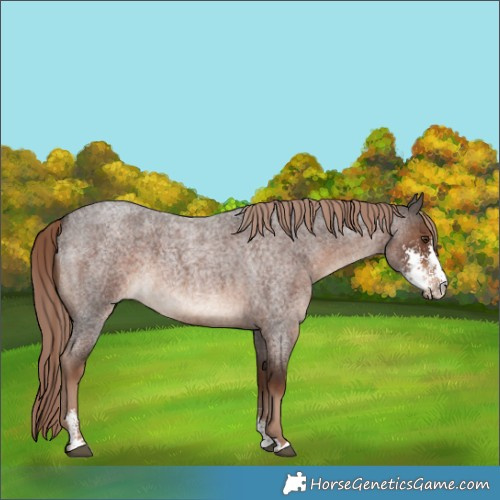 Horse Color:Liver Red Roan Sabino 