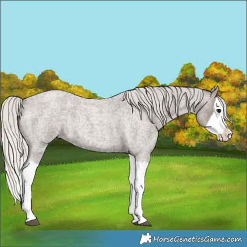 Horse Color:Silver Smoky Blue Roan Splash