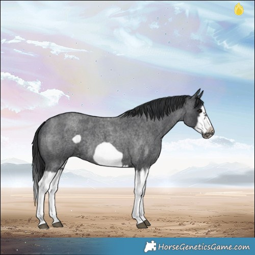 Horse Color:Blue Roan Splash Frame Rabicano 