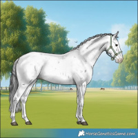Horse Color:Black Sabino 