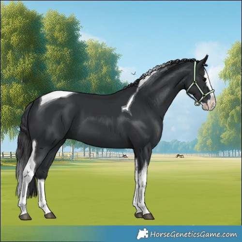 Horse Color:Black Splash Tobiano 