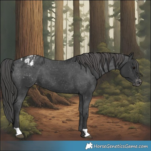 Horse Color:Black Appaloosa