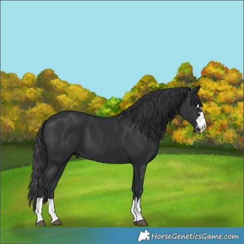 Horse Color:Unknown 