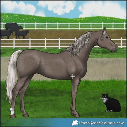 Horse Color:Silver Black 