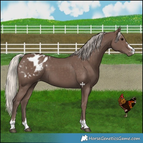 Horse Color:Silver Black Appaloosa 