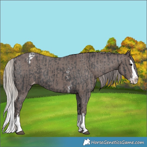 Horse Color:Black Sabino Splash Appaloosa  and Silver Black Sabino Splash Appaloosa 
