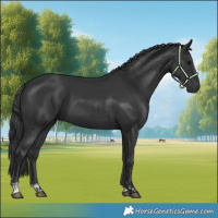 Horse Color:Black  and Black 