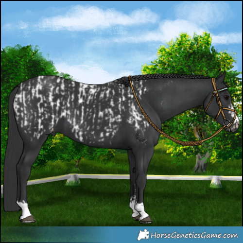 Horse Color:Black Appaloosa  and Black Appaloosa 