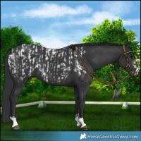 Horse Color:Black Blanket  and Black Blanket 
