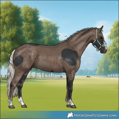 Horse Color:Black and Silver Black