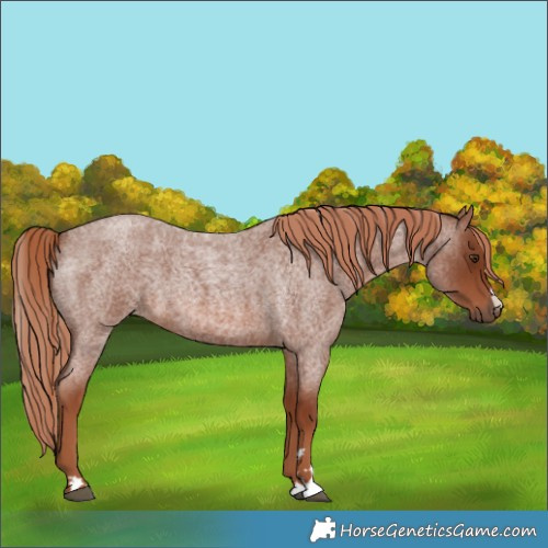Horse Color:Red Roan 