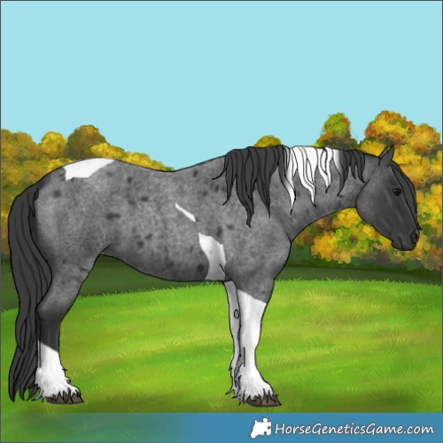 Horse Color:Blue Roan Tobiano 