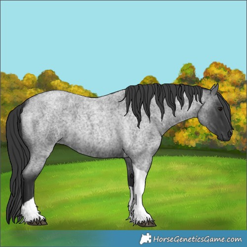 Horse Color:Blue Roan Tobiano
