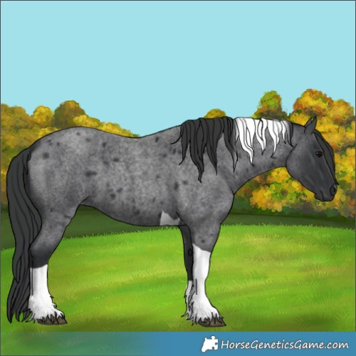 Horse Color:Blue Roan Tobiano