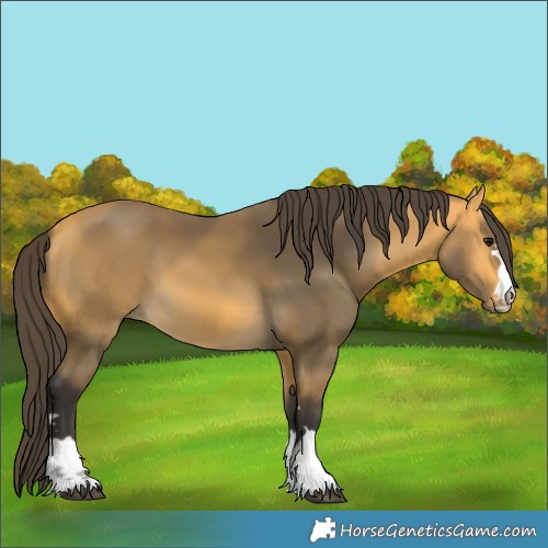 Horse Color:Buckskin