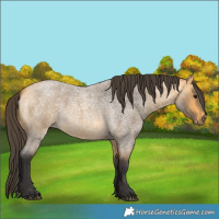 Horse Color:Buckskin Roan