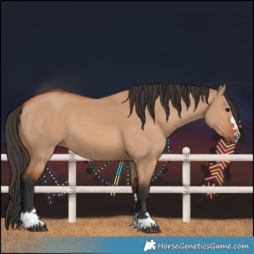 Horse Color:Bay Dun 
