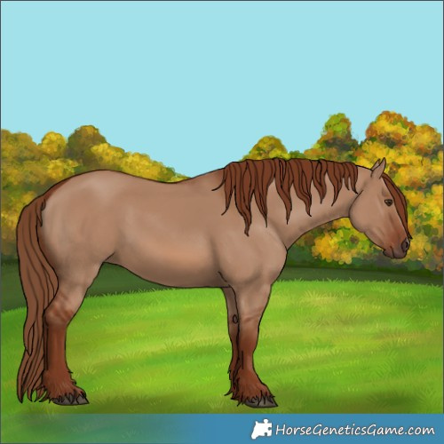 Horse Color:Red Dun 