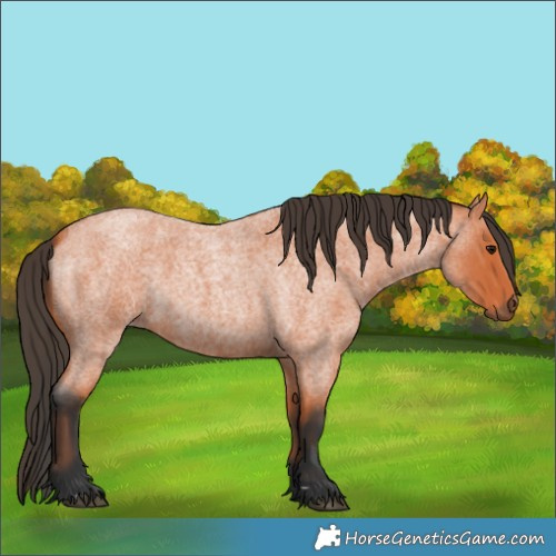 Horse Color:Bay Roan 
