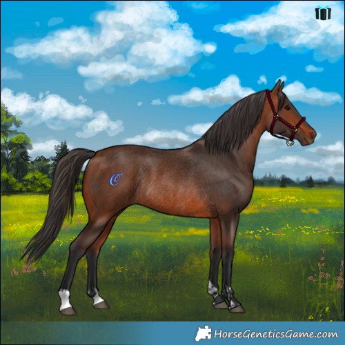 Horse Color:Bay Rabicano and Bay Rabicano