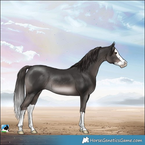 Horse Color:Platinum Liver Chestnut Splash Rabicano 