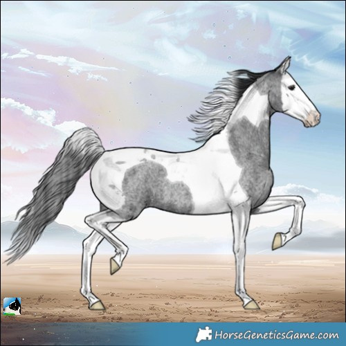 Horse Color:Platinum Blue Roan Splash Tobiano 