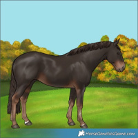 Horse Color:Liver Chestnut