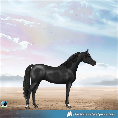 Horse Color:Gray Black