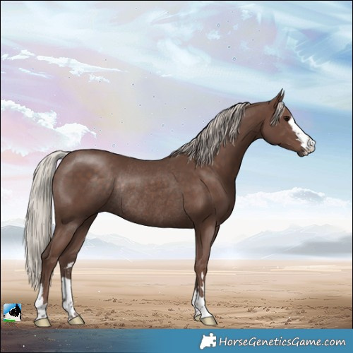 Horse Color:Silver Black Rabicano