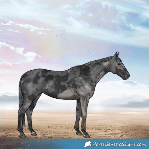 Horse Color:Black Merle Rabicano 