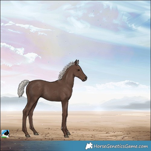 Horse Color:Silver Black Rabicano 