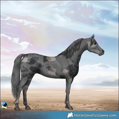 Horse Color:Black Merle