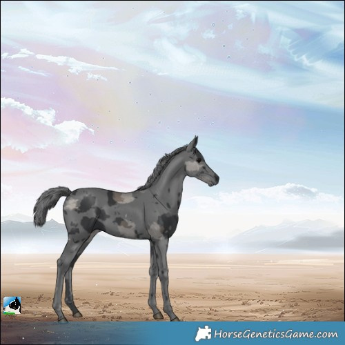 Horse Color:Black Merle 
